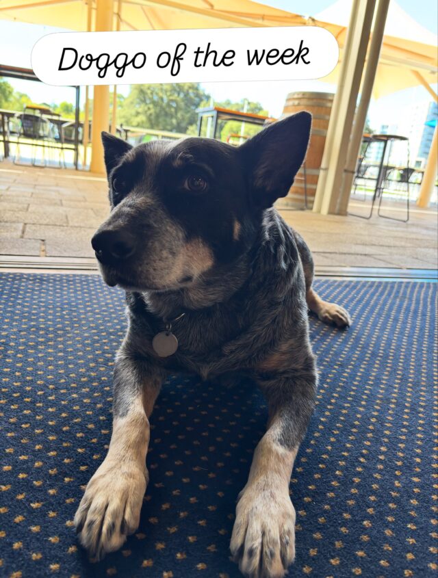 Club dog of the week: Hendrix. Smart and loyal, but all business, not really into pats, but will be your best friend if you have a sausage in your hands. Frequently found coveting the little patch of carpet just inside the door. 10/10 good boy.