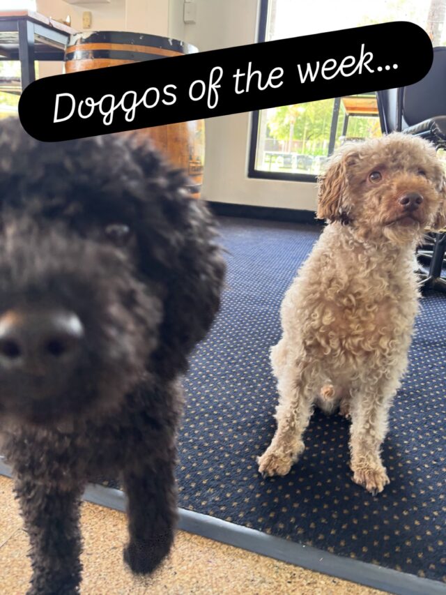 It’s double trouble, Mugsy & Charlie, frequently found either running at the speed of sound or collapsed in a heap. These boys spend more time at the club than most members. 10/10 good boys.