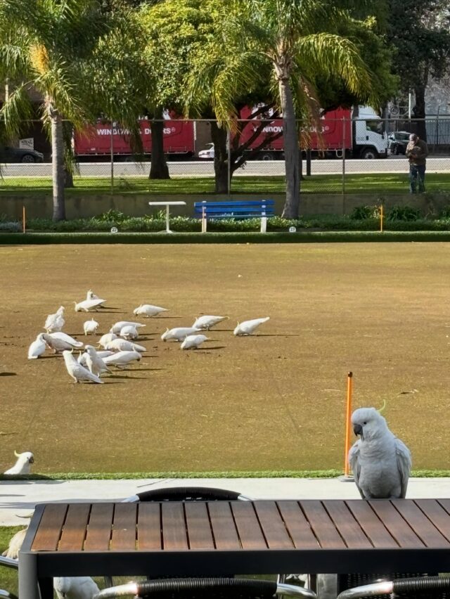 These guests made a flying visit and caused a racket this time last year….